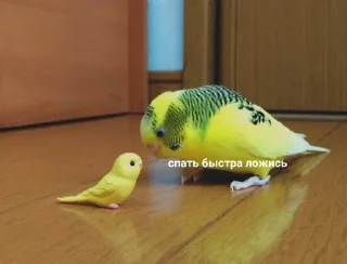 😡 emoji Люблю мемы с котами Telegram sticker 11 of 45