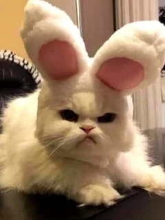 😡 emoji Животные Telegram sticker 8 of 73