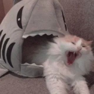 😡 emoji Животные Telegram sticker 7 of 73