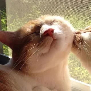 💗 emoji Котики уву Telegram sticker 21 of 50