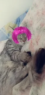 Sticker from ❤🐱Котики🐱❤