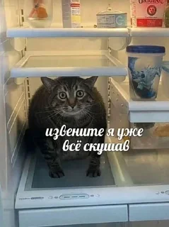 🌟 emoji Заебавшиеся коты 2 Telegram sticker 9 of 120