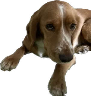 🥺 emoji собака барабака Telegram sticker 6 of 29