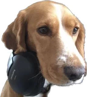 🎧 emoji собака барабака Telegram sticker 11 of 29