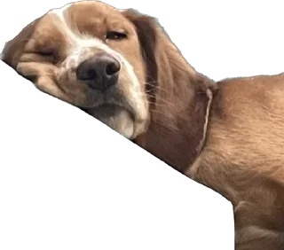 😴 emoji собака барабака Telegram sticker 8 of 29