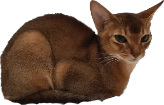 😼 emoji Кот Пётр Telegram sticker 13 of 21