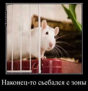 Sticker from Крысиная галерея