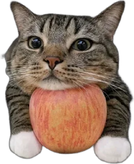 🌟 emoji Камазная суета Telegram sticker 16 of 16