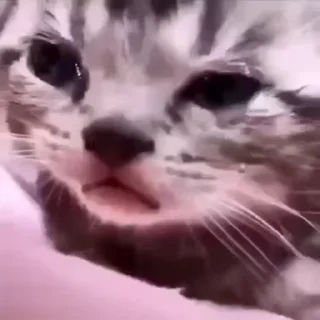 😭 emoji член твоєї мами Telegram sticker 10 of 48