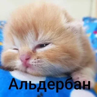🌟 emoji Котеки @nonsens999 Telegram sticker 24 of 120