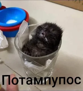 🌟 emoji Котеки @nonsens999 Telegram sticker 13 of 120