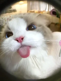 🥺 emoji Котеки собачке 2 by @miyoops Telegram sticker 24 of 70