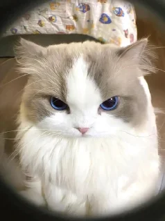 😡 emoji Котеки собачке 2 by @miyoops Telegram sticker 22 of 70