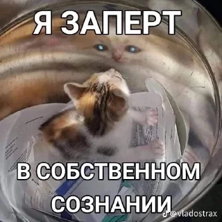 🌟 emoji Котофуцианство Telegram sticker 13 of 120