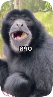 🙄 emoji monke Telegram sticker 14 of 32