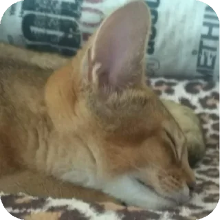 😴 emoji Нэсси и Кекс Telegram sticker 10 of 21