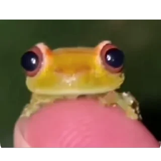 🐸 emoji самое нужное Telegram sticker 24 of 32