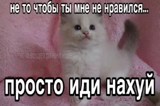 🌟 emoji Котики🤍 Telegram sticker 24 of 102