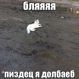 🌟 emoji Котики🤍 Telegram sticker 8 of 102