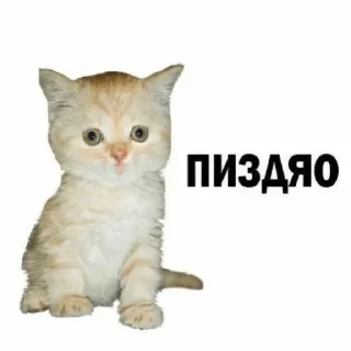 🤭 emoji эрикапаркур777 Telegram sticker 16 of 78