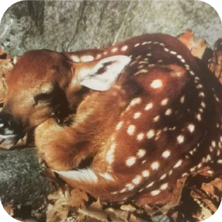 🤎 emoji deer cute🍂 @glvsi Telegram sticker 13 of 42