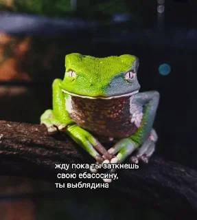😑 emoji Рептилоиды тимы 💝 Telegram sticker 8 of 34