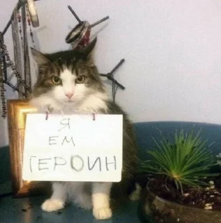Sticker from кіценятка