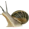 🤩 emoji ৎ  garlic – coloured  @madyush1a @EmojiRu_Bot Telegram sticker 15 of 32