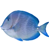 🐟 emoji Синий @cute_enot_art Telegram sticker 7 of 188
