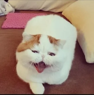 🌟 emoji Котики♡´･ᴗ･`♡✍️ Telegram sticker 9 of 18