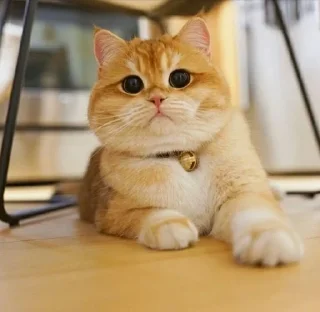 🌟 emoji Котики♡´･ᴗ･`♡✍️ Telegram sticker 10 of 18