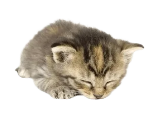 ❤️ emoji кискис Telegram sticker 19 of 27