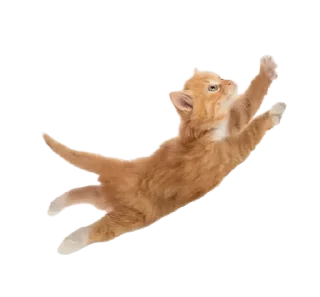 ❤️ emoji кискис Telegram sticker 9 of 27