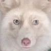 Веселые белые лисы! sticker preview 3