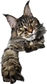 🐾 emoji Daffy Telegram sticker 16 of 31