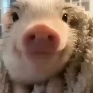 🐖 emoji Мемы Telegram sticker 24 of 68