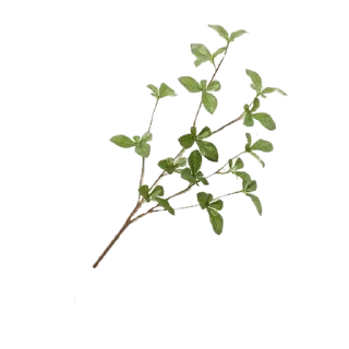 Sticker from Plants 🪴