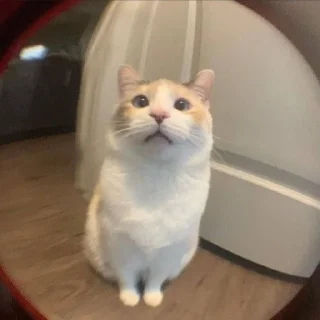 😌 emoji Котеки Telegram sticker 11 of 16