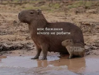 🌟 emoji ЦЕЙ ВО , ПОФІГ 👹 Telegram sticker 16 of 97