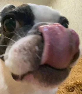 😋 emoji нюшка забивнушка Telegram sticker 12 of 16