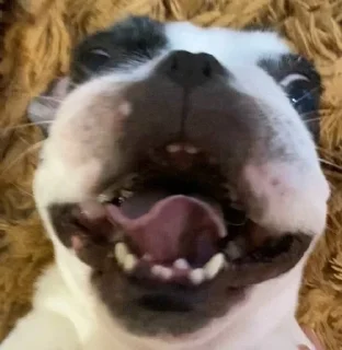 🧔‍♀️ emoji нюшка забивнушка Telegram sticker 11 of 16