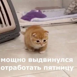 🤩 emoji (‾◡◝) удаленка Telegram sticker 24 of 93