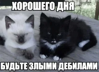 🤩 emoji я охуенен @satori_666 Telegram sticker 11 of 103
