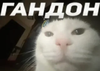 ✨ emoji я охуенен @satori_666 Telegram sticker 24 of 103