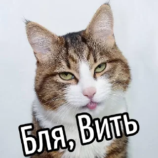 😕 emoji Ну бля ... @GIFSTIKI ⬅ 🔞 Telegram sticker 20 of 119