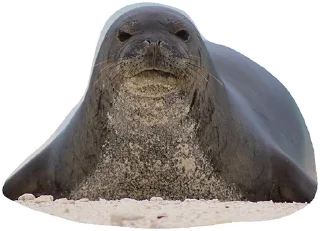 🤨 emoji Тю-лени Telegram sticker 5 of 67