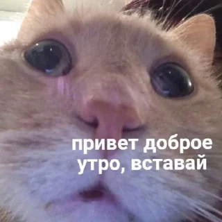 🤗 emoji чо Telegram sticker 8 of 19