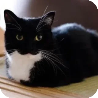 Sticker from 😸unico😸@FemboyBroterhood