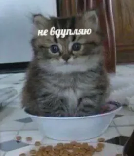 ❓ emoji Мемчики для Українців 2.0 😎 @FonGayCat Telegram sticker 24 of 50