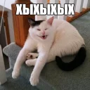 😅 emoji Котеечные дела Telegram sticker 21 of 37